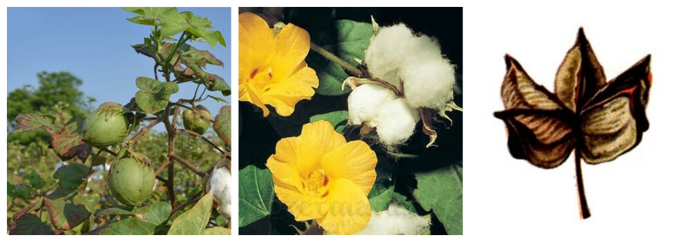 Этапы созревания хлопчатника для переработки