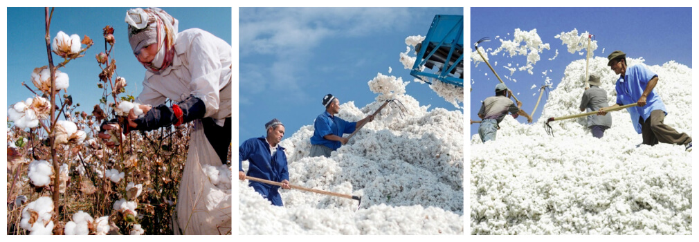 Сбор хлопка и его подготовка к переработке